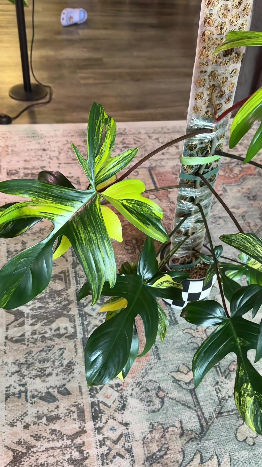 @Ness Rose | Plant Fanatic ✨