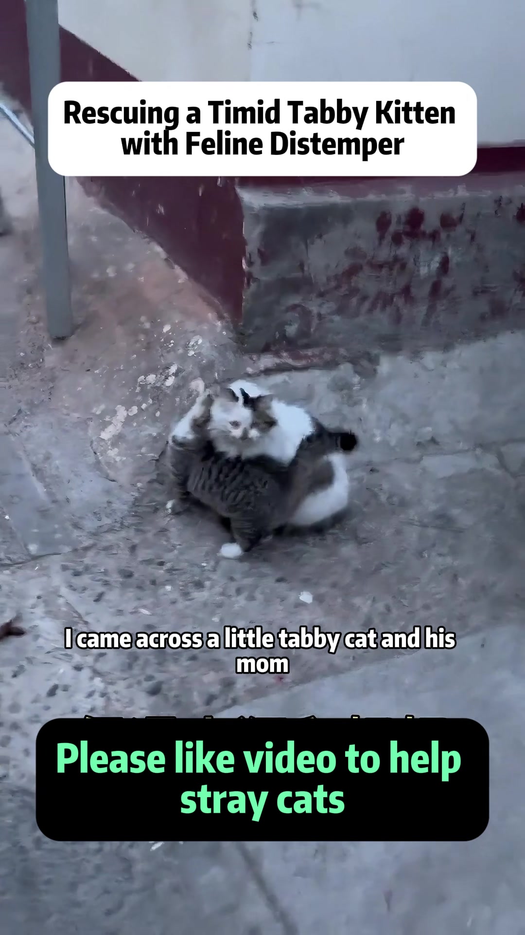 @Stray Cat Talkz