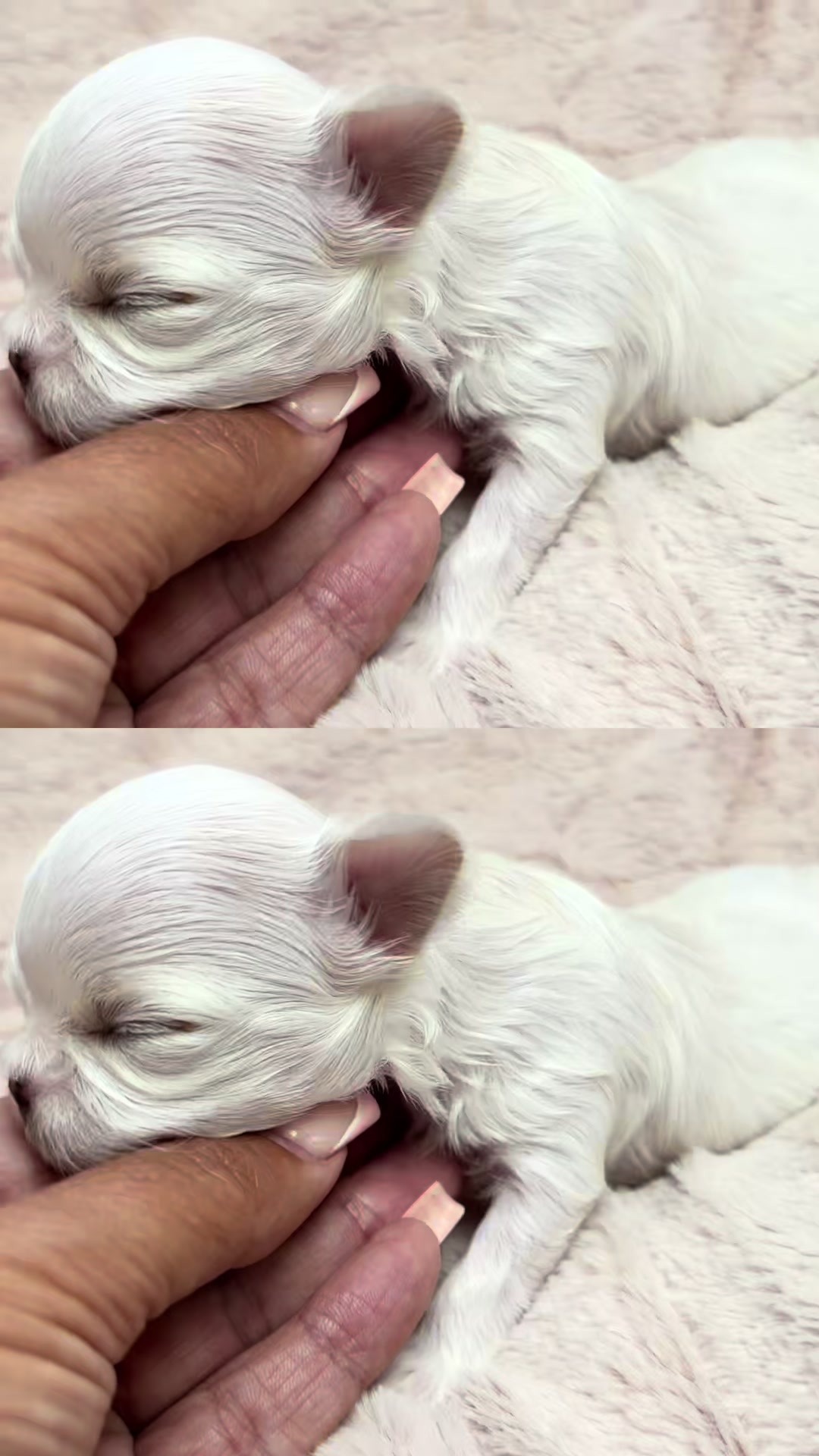 @Bambelina Maltese