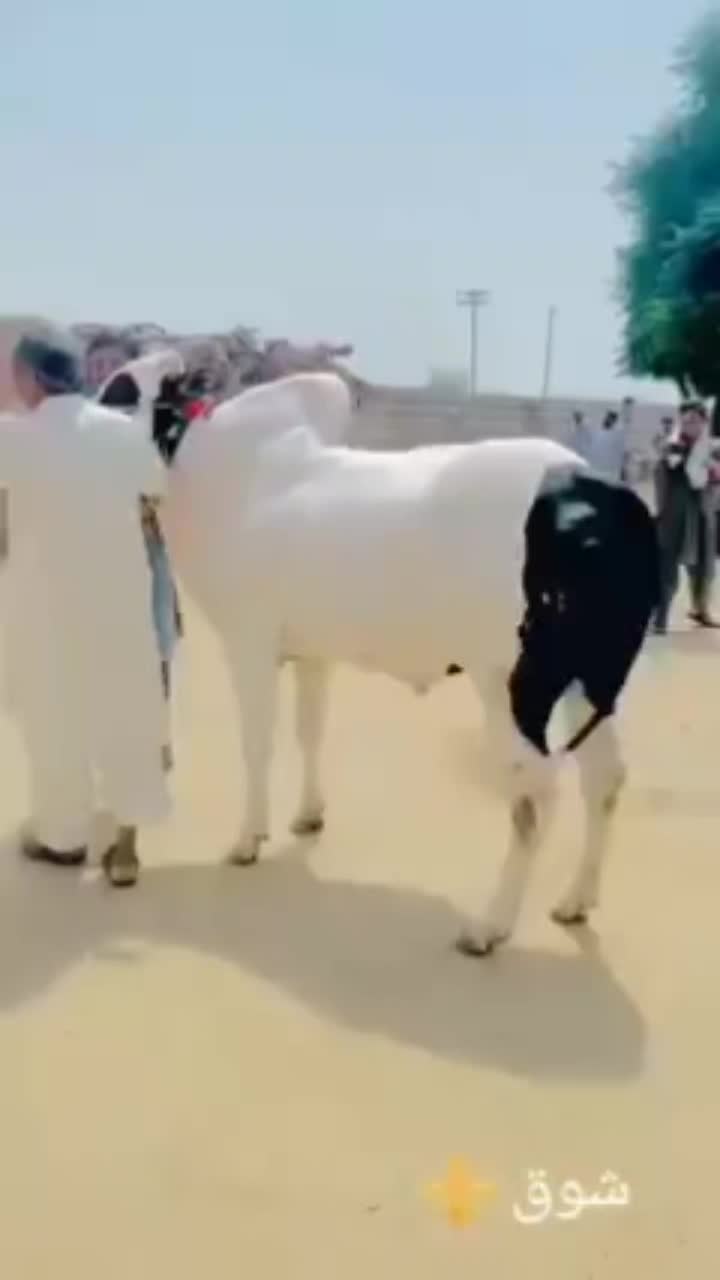@Bullpointpk_official