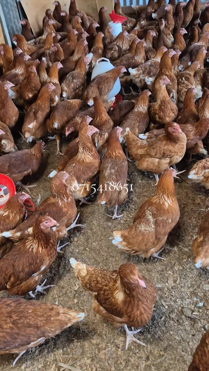 @stepfarm