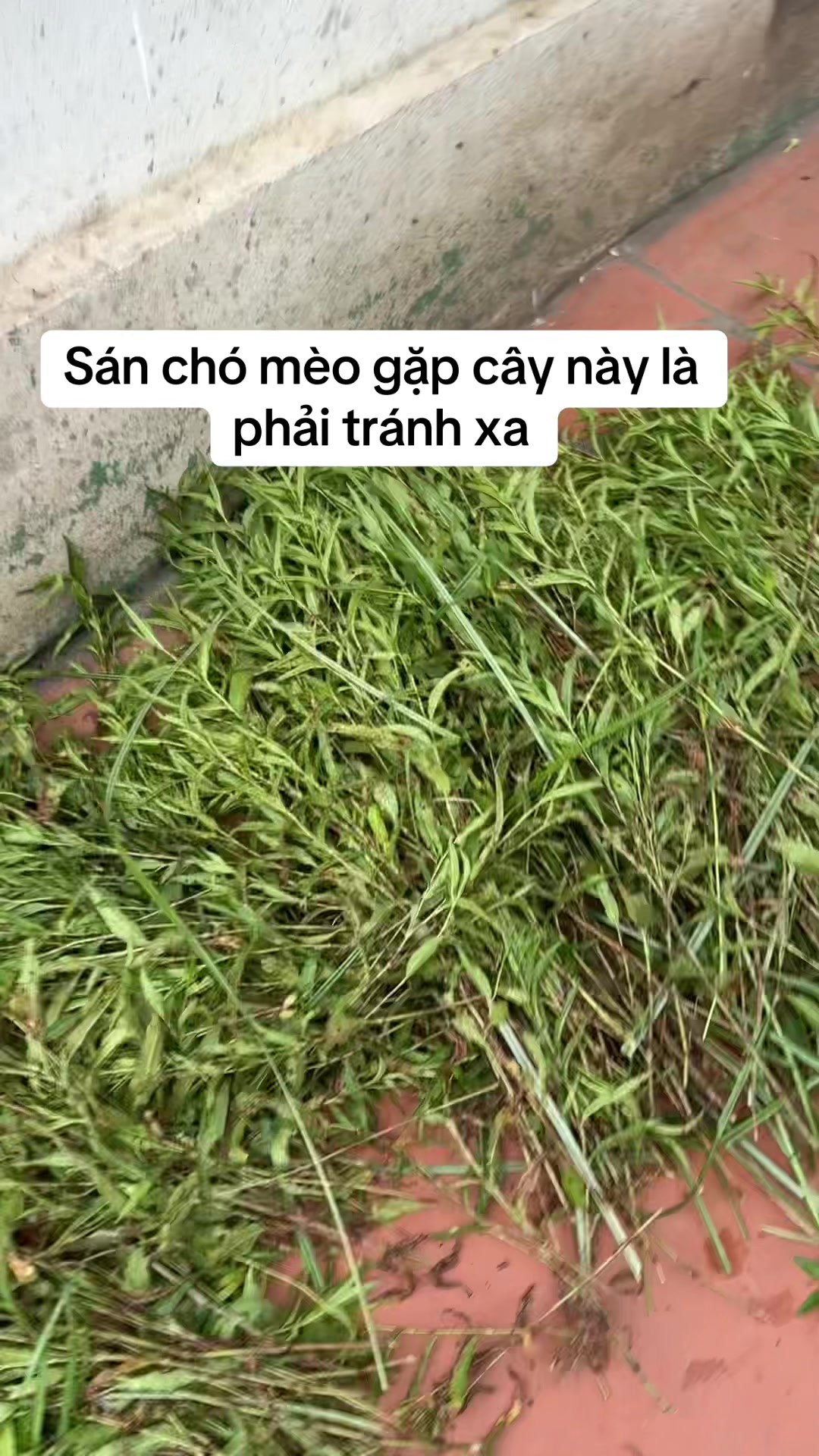 @suckhoevang98