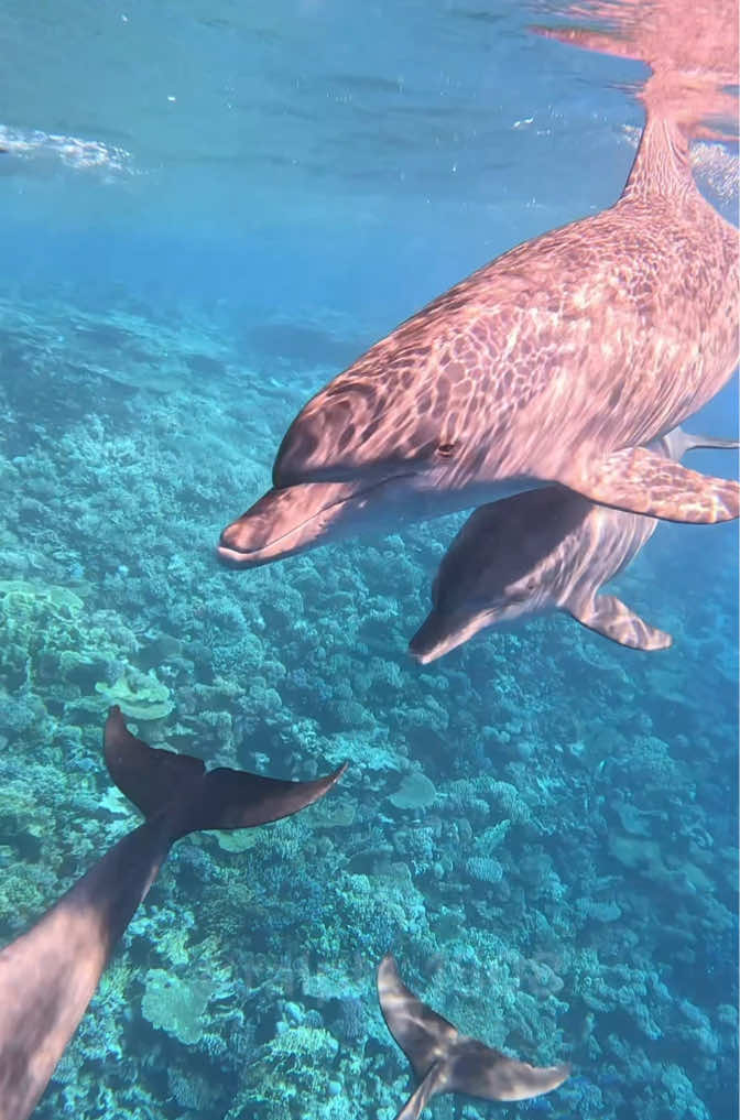 @Ralph | Makadi Bay Hurghada 🐬