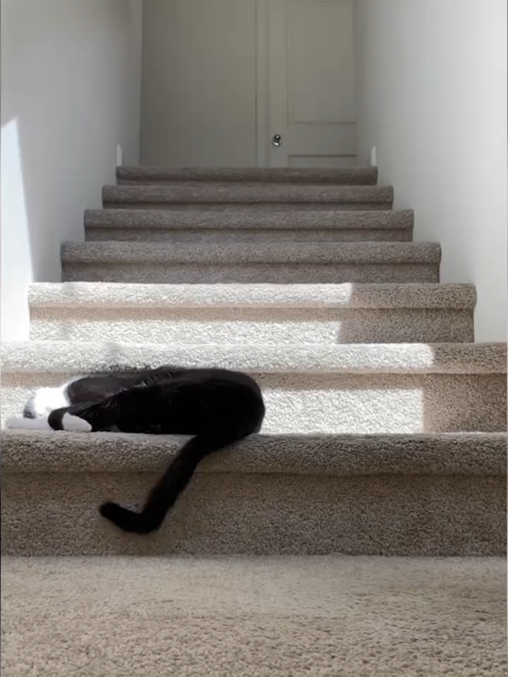 @cats