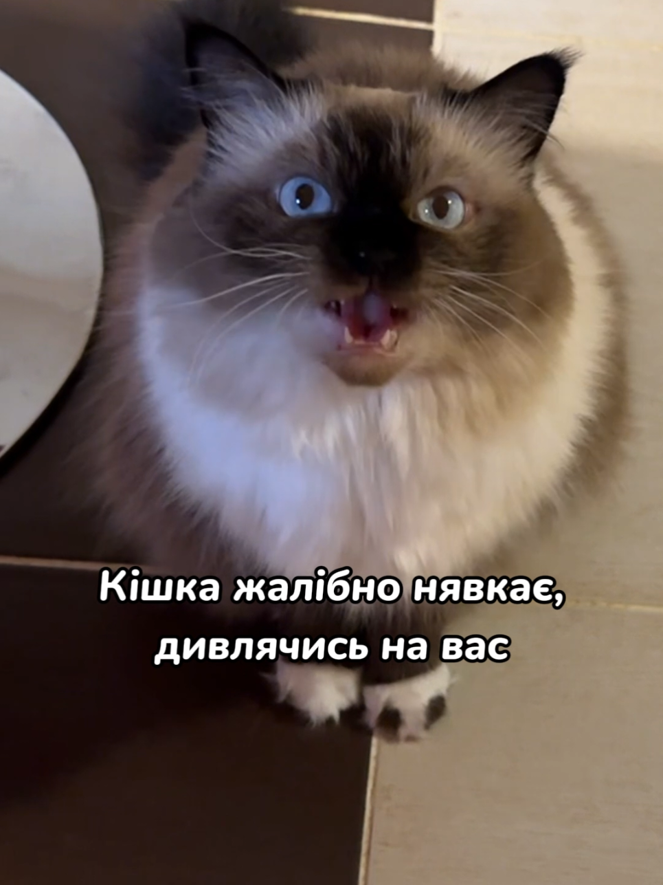 @Місс КІСЯ
