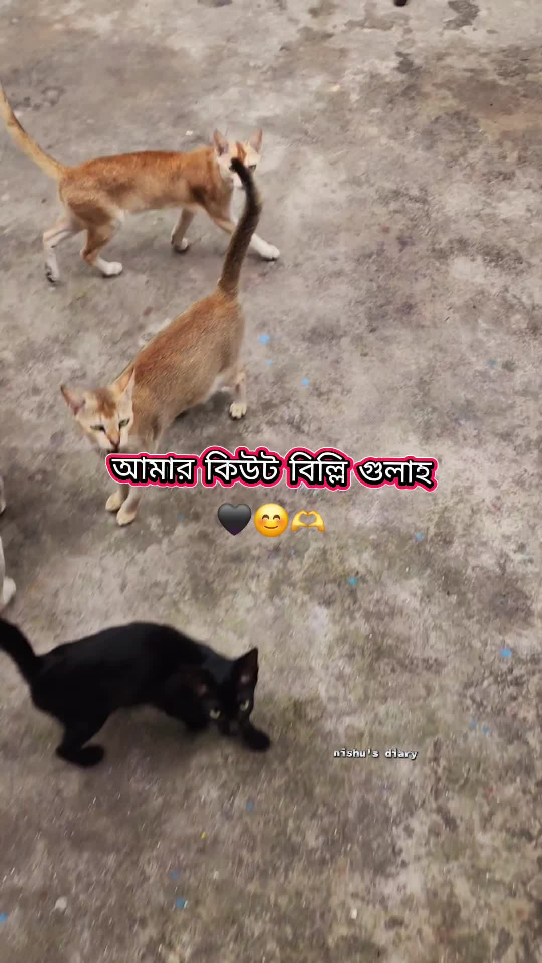 @Nishu's Life"メ