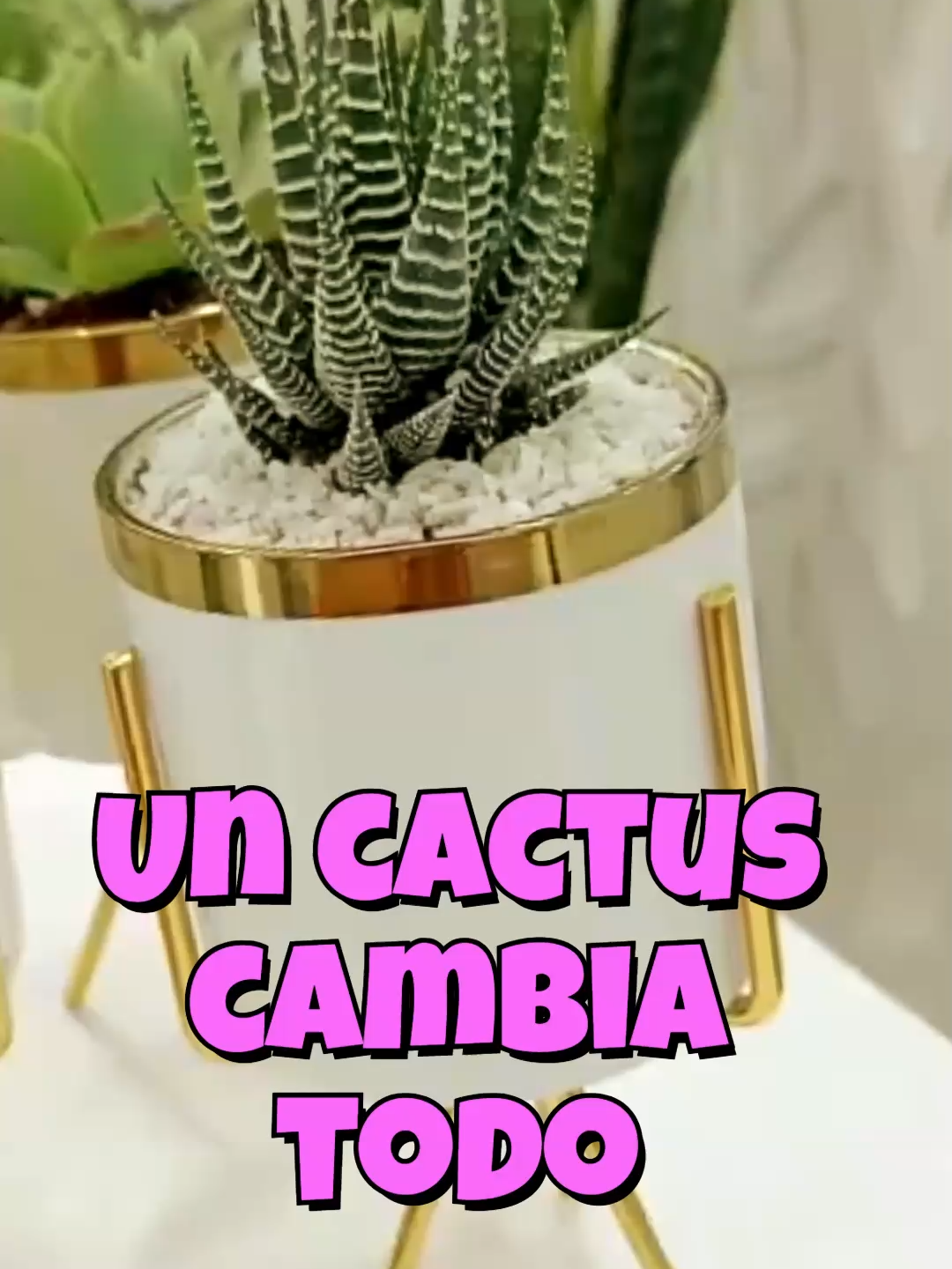 @Cactus y Suculentas