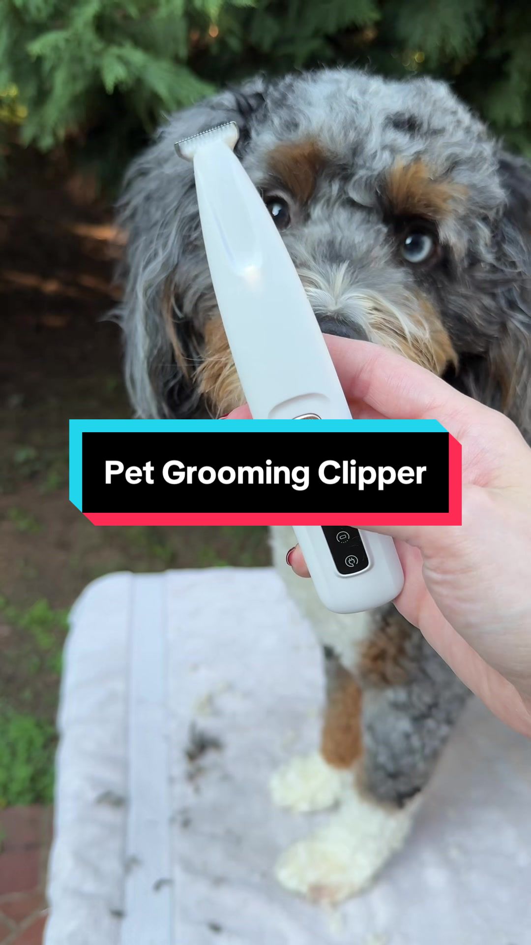 @Archie The Bernedoodle