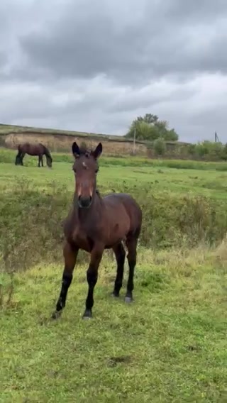 @🐴Horses🐴