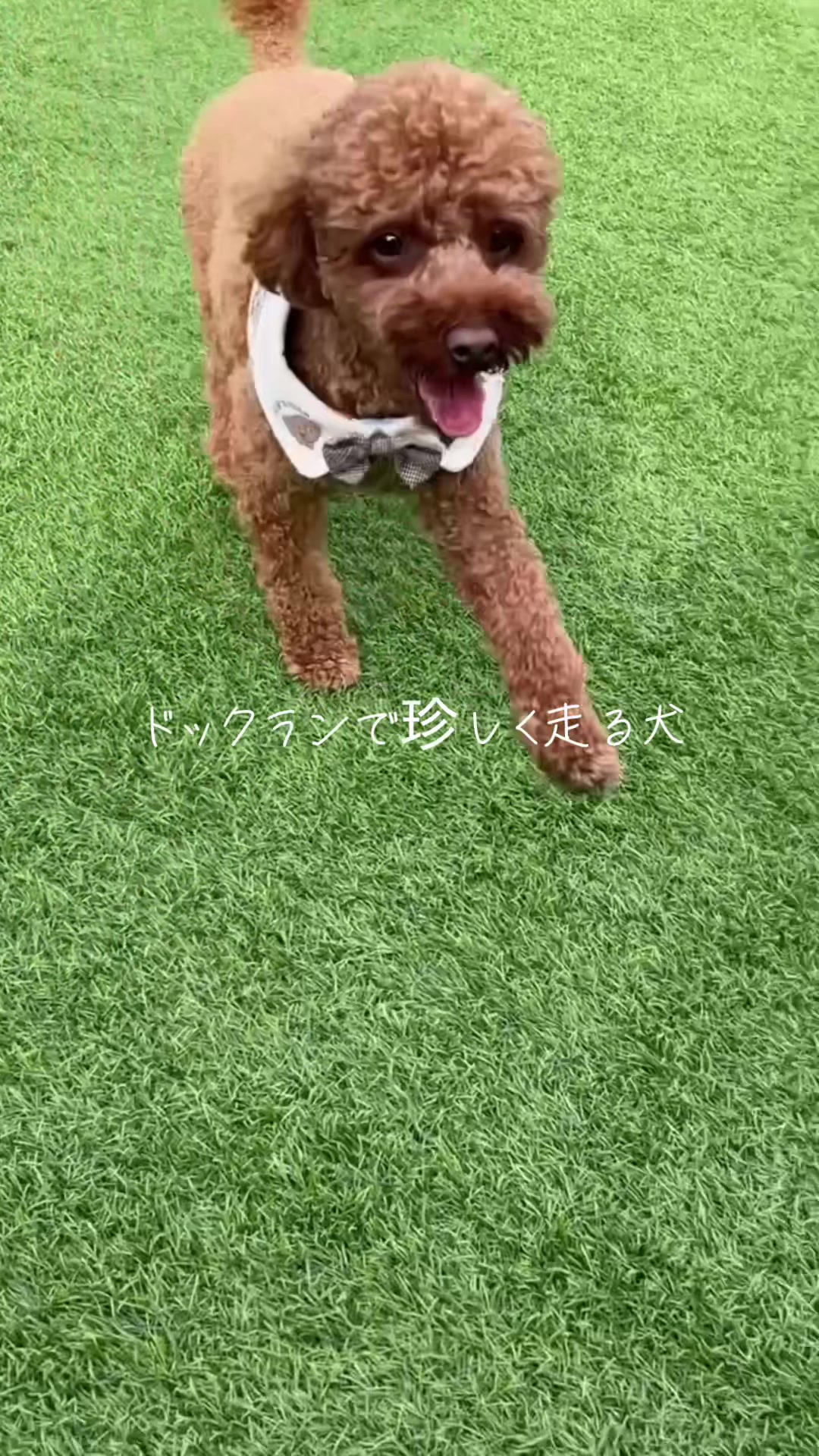 @kamachokopu