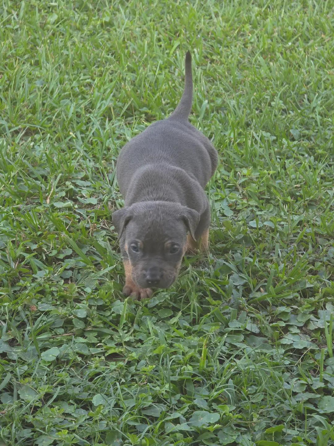 @Hera_The_Bully