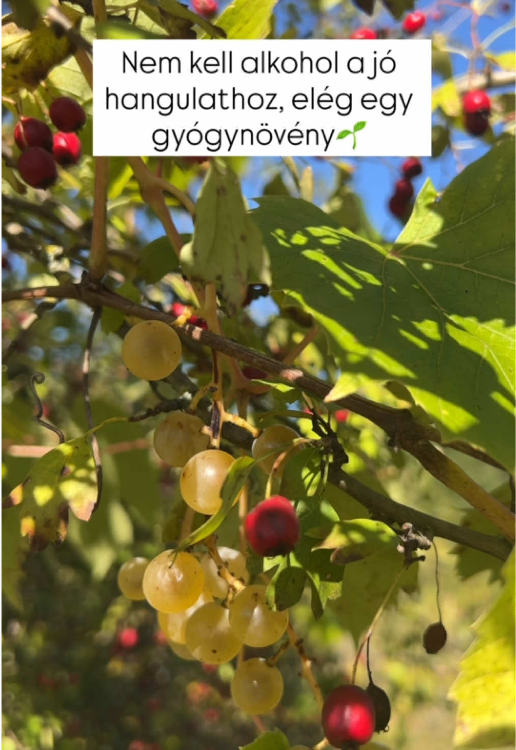 @agyogynovenyeslany