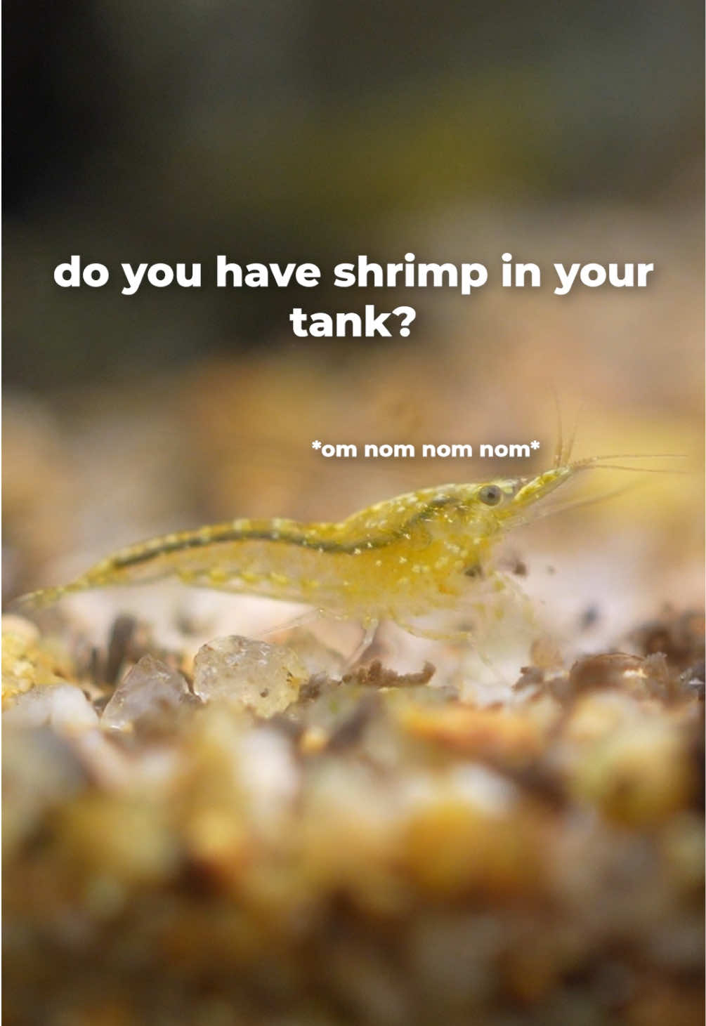 @tankinhabit