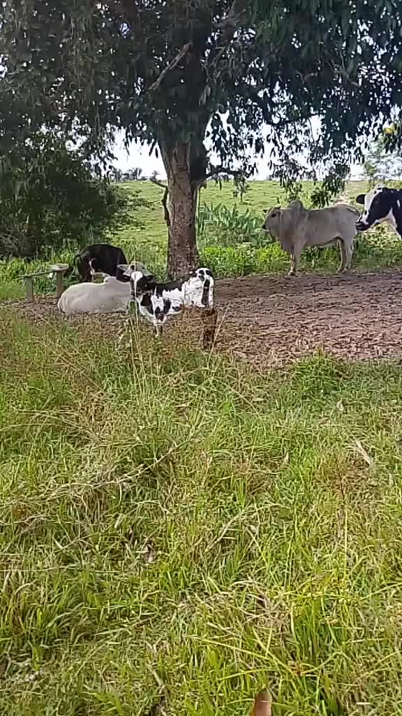 @Menina&Da ro&ccedil;a🤠