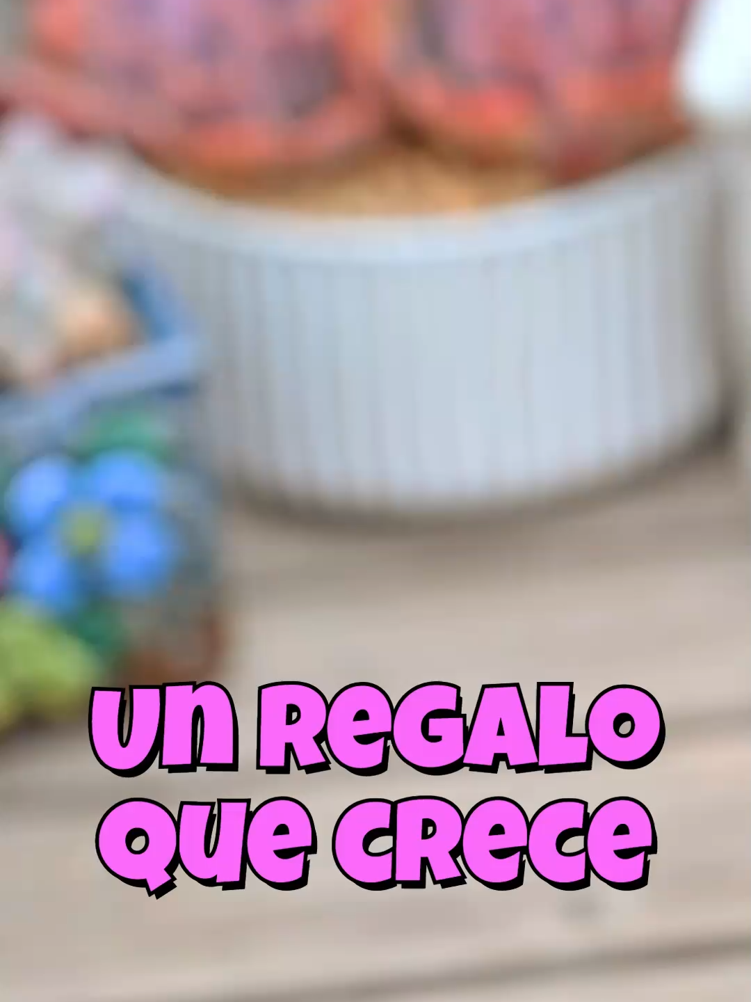 @Cactus y Suculentas