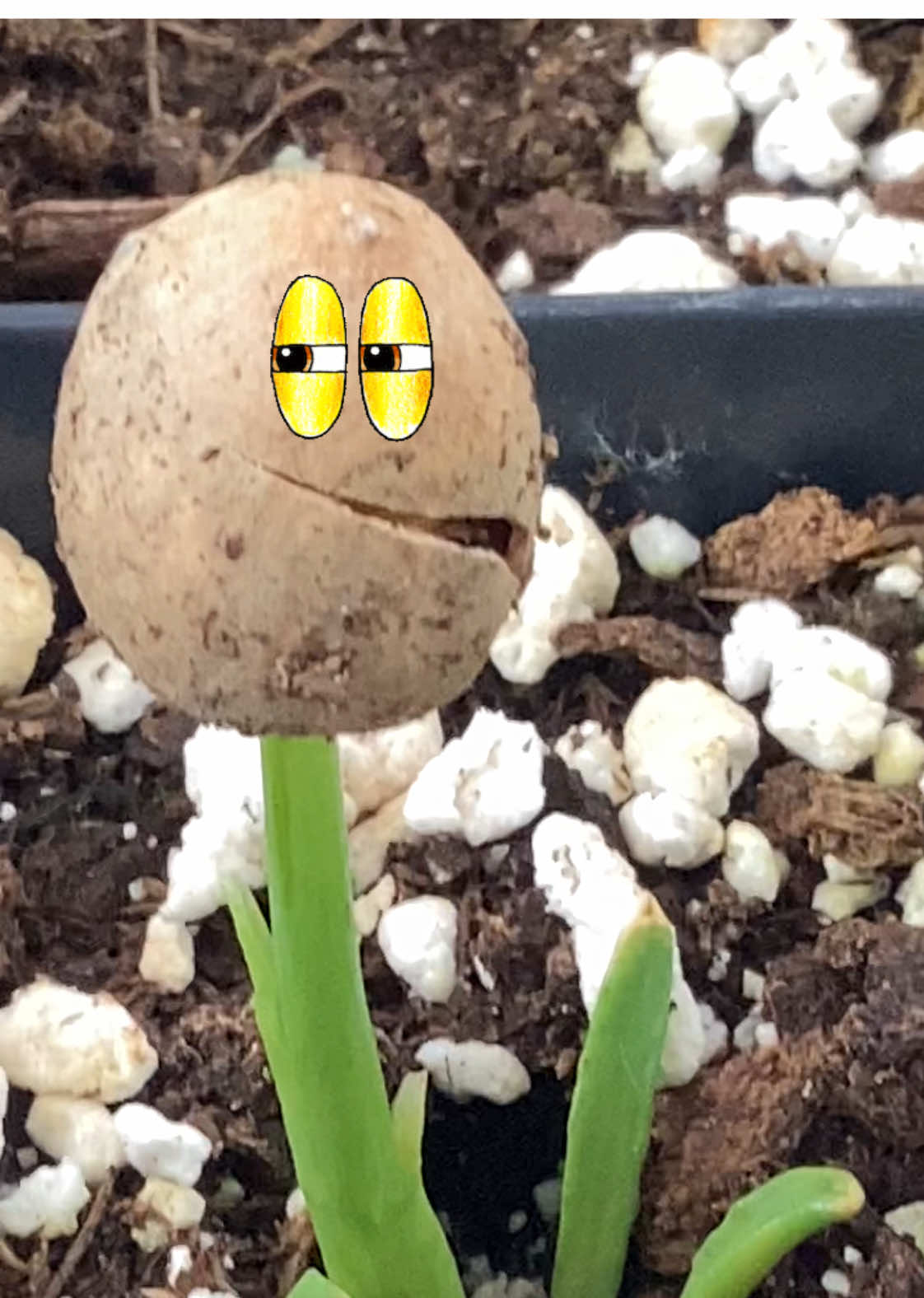 @bsu greenhouse