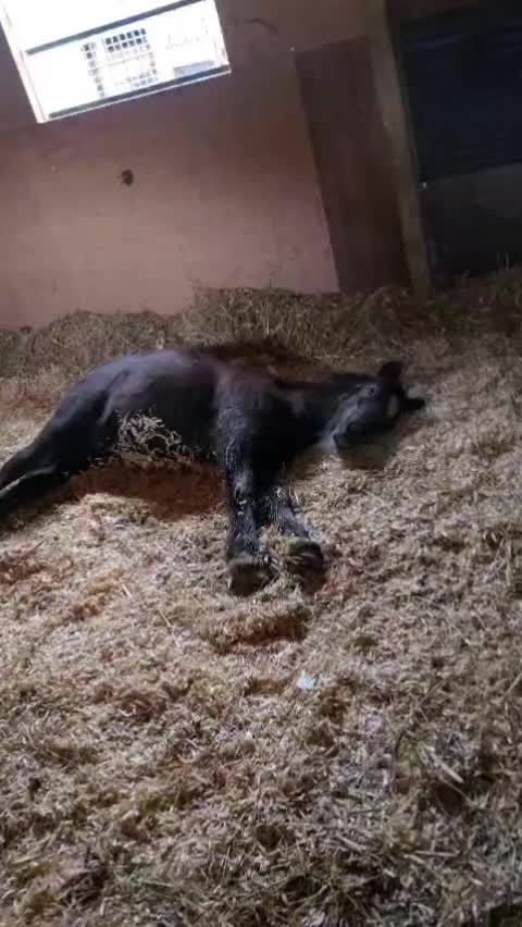 @Alfiepony