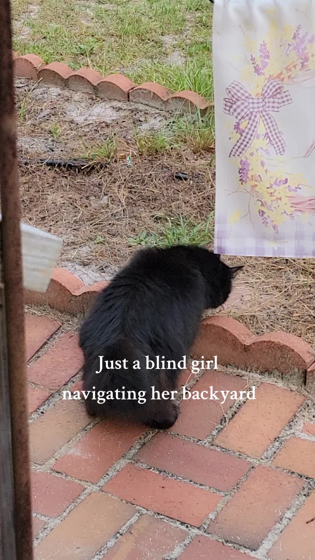 @Sacred Raven