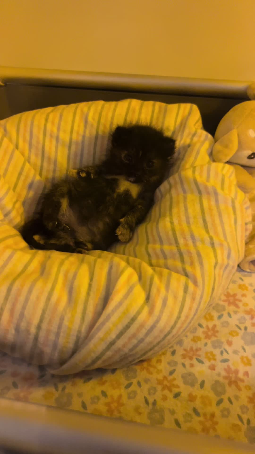 @Kitten.mama