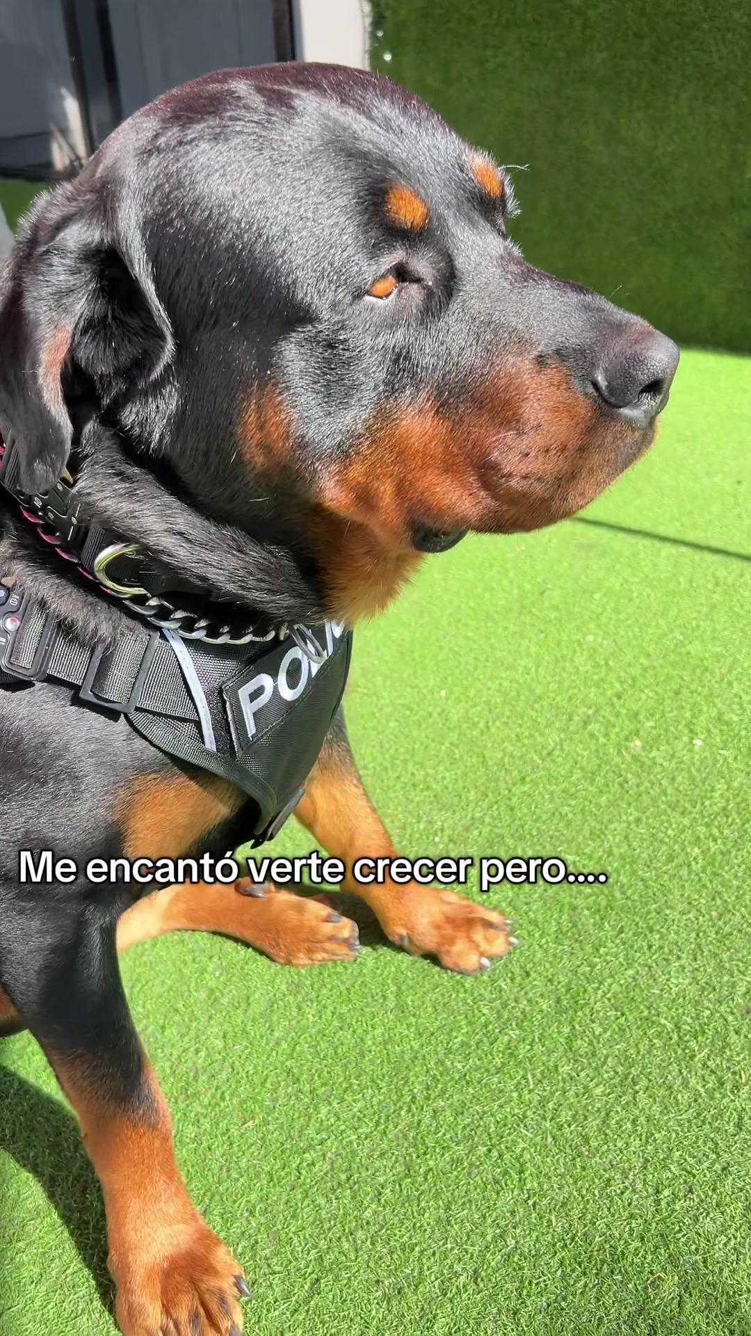 @I love DOGS