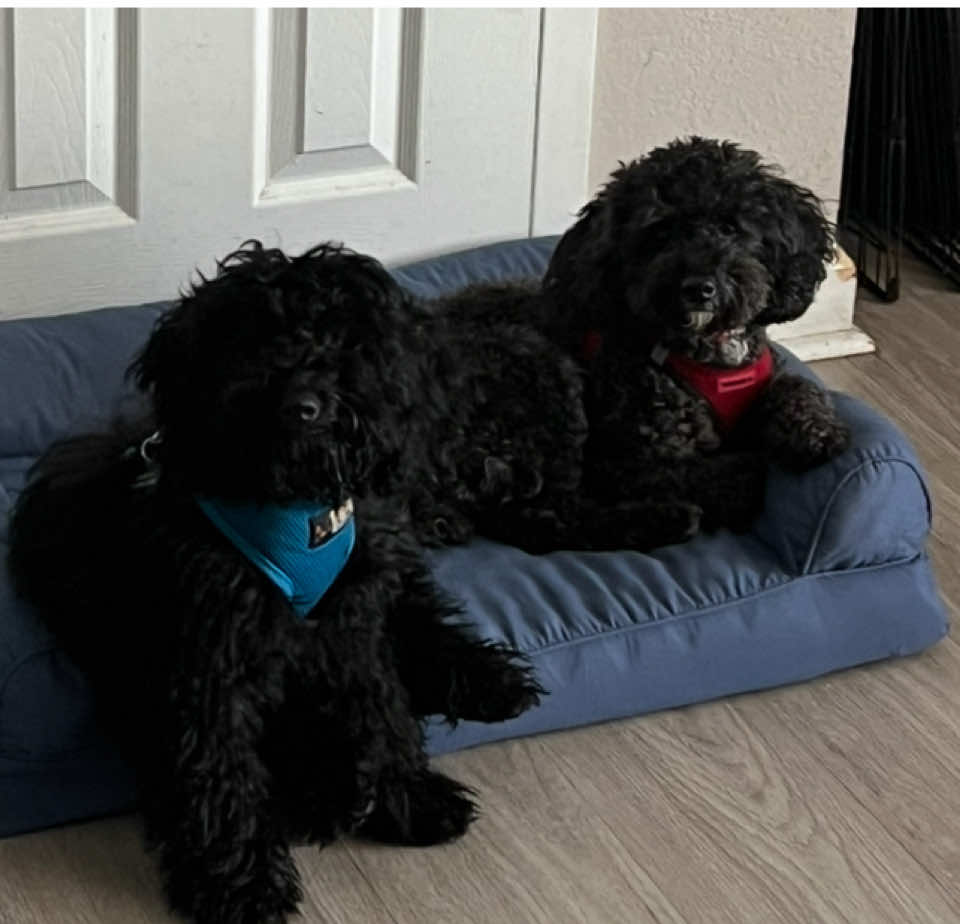 @Dm77poodles
