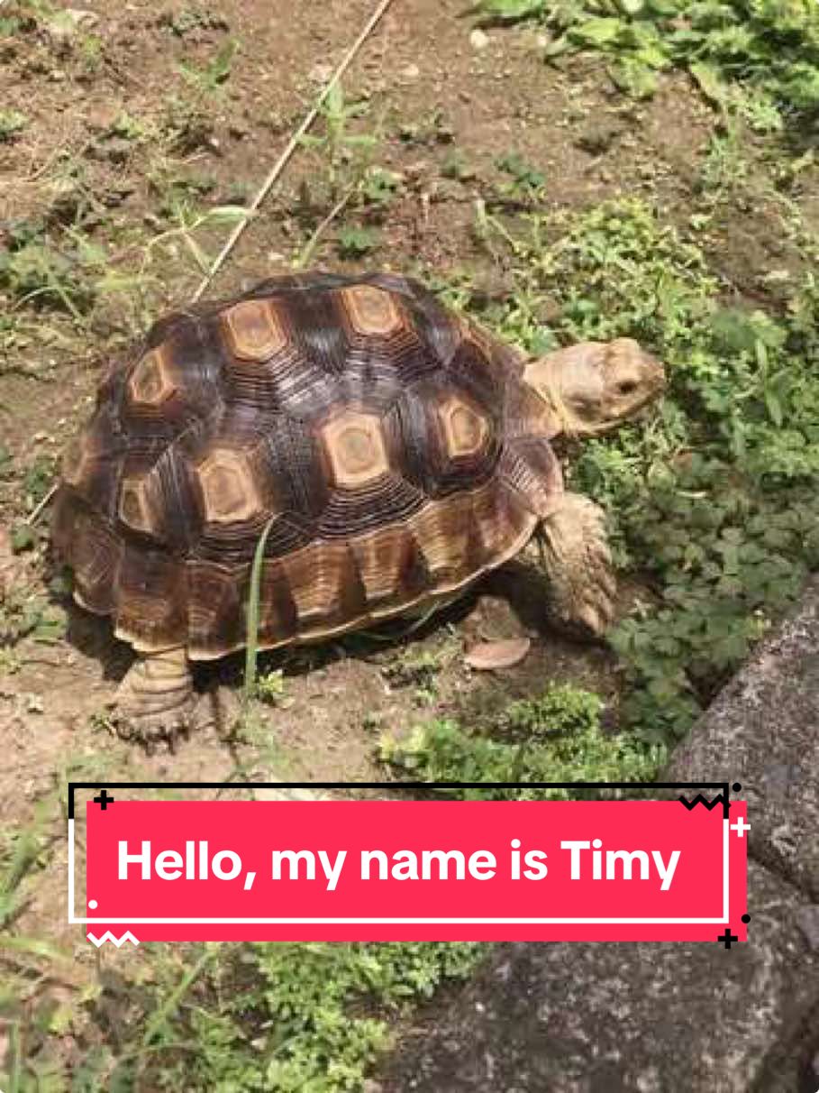 @MYtortojourney 🐢