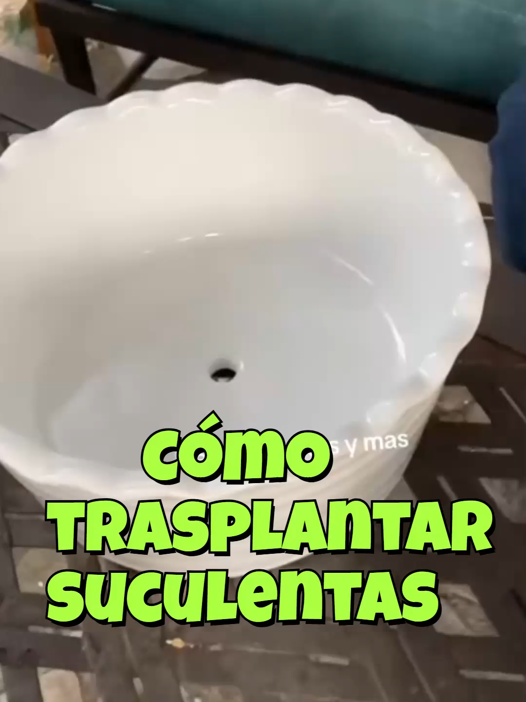 @Cactus y Suculentas