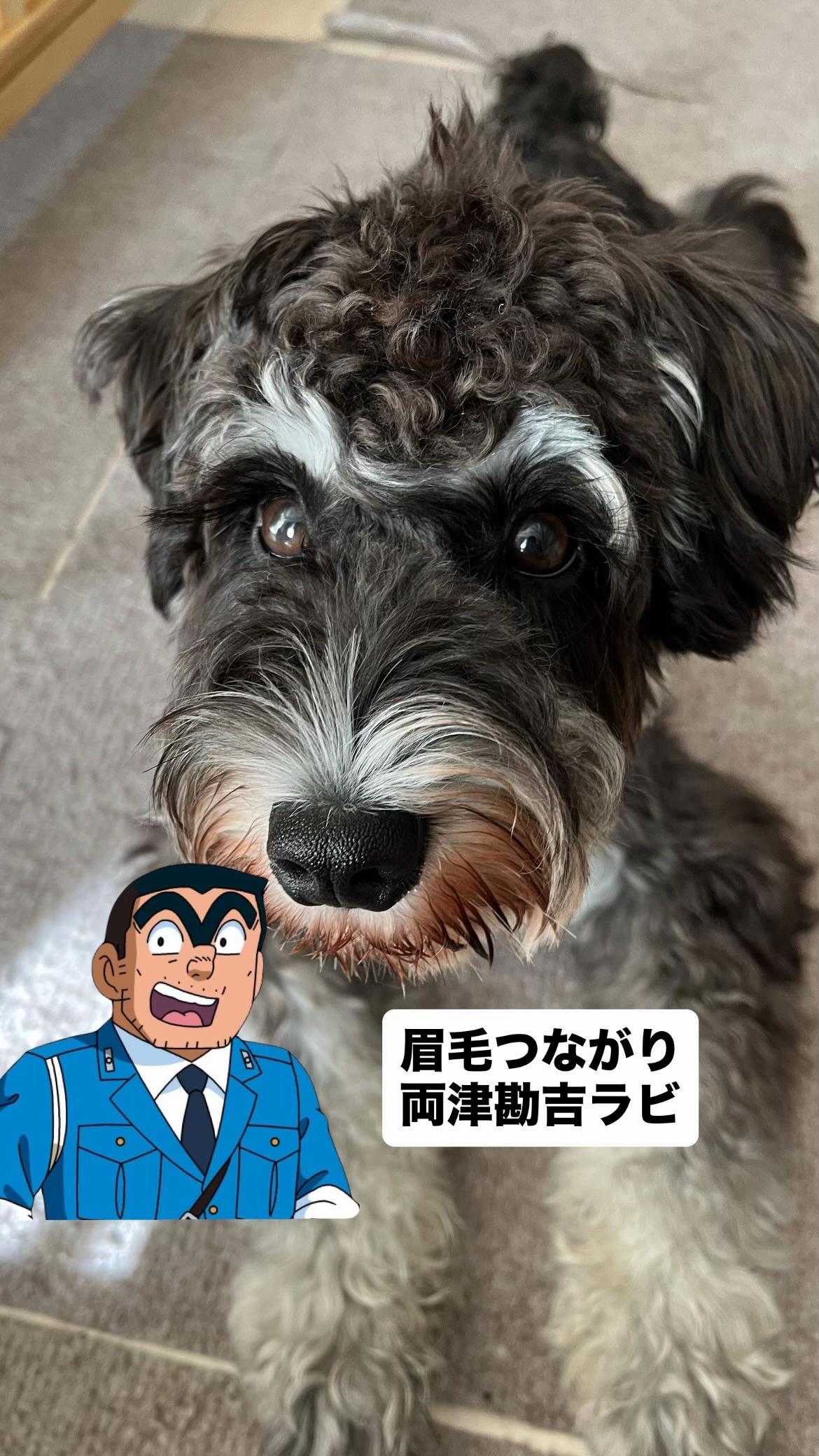 @ミニシュナらび