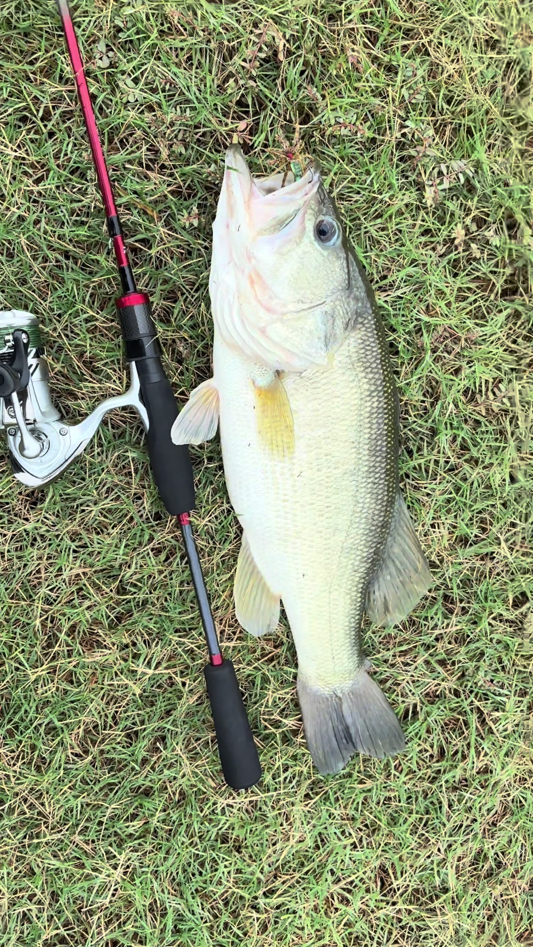 @WHKfishing