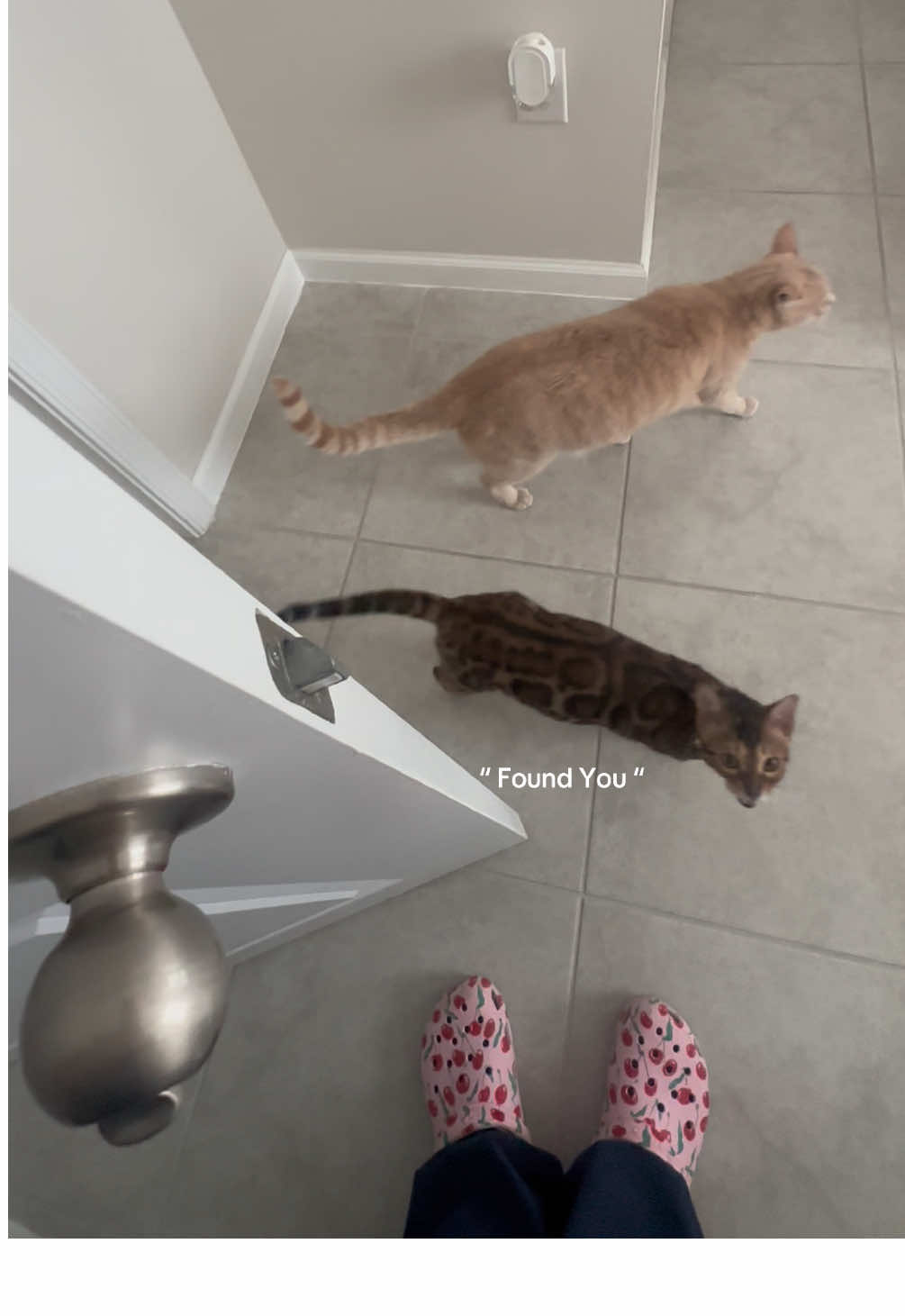 @cleochanelthebengal