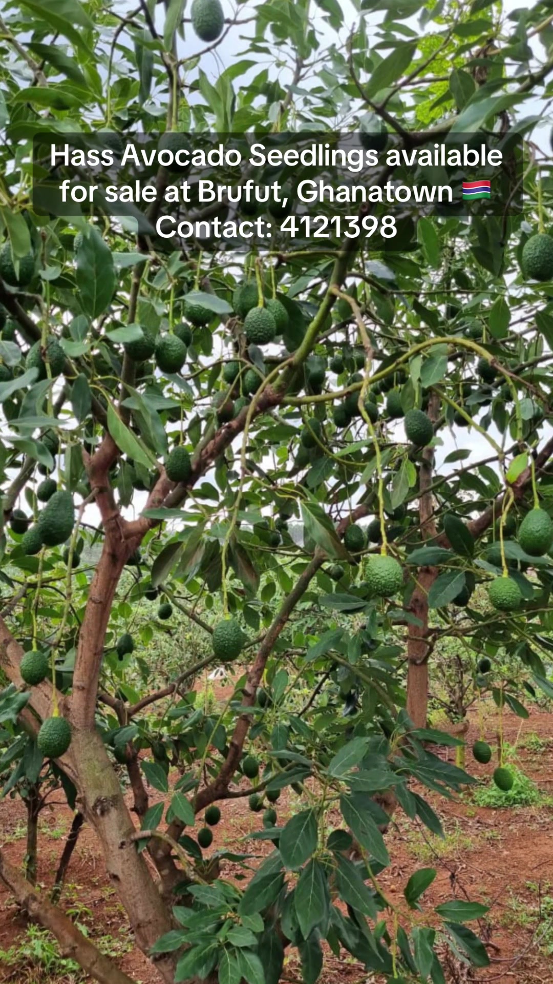@Janda Farms 🇬🇲