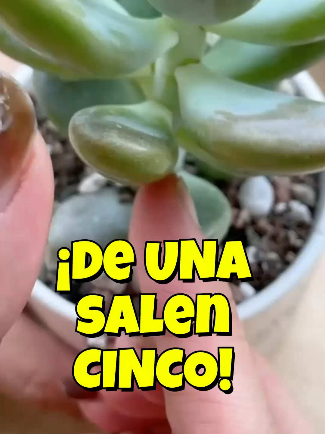 @Cactus y Suculentas