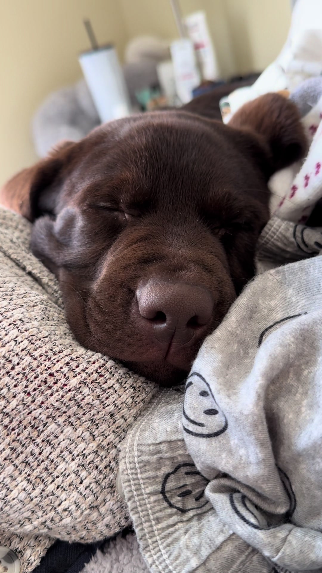 @the_lab_millie