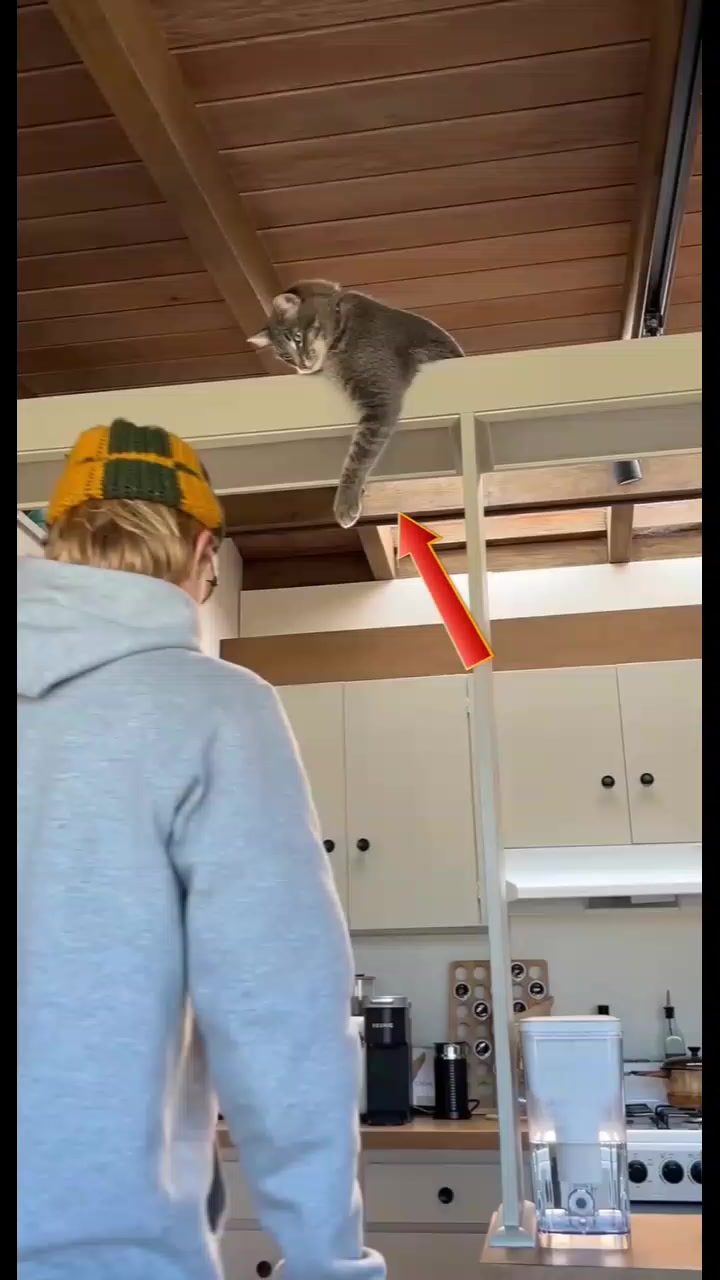 @Epic Funny Animals