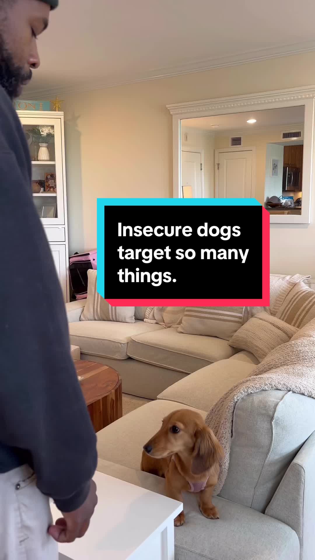 @citylivingdog