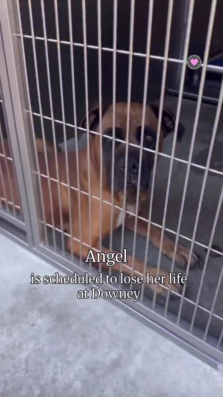 @Saving Mastiffs