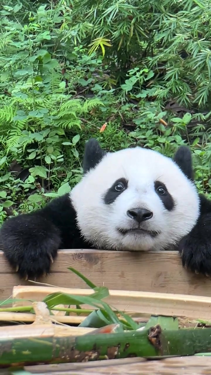 @熊猫妹珠🐼