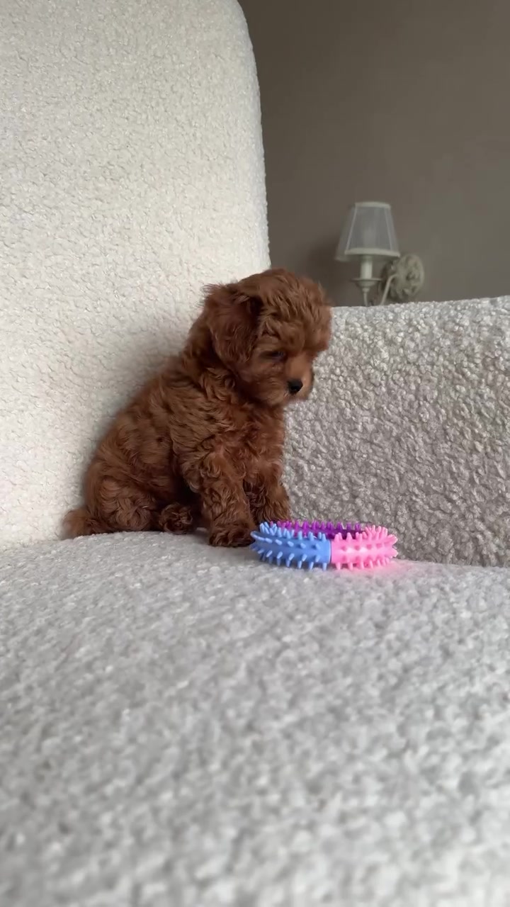 @Maltipoo Puppy Place