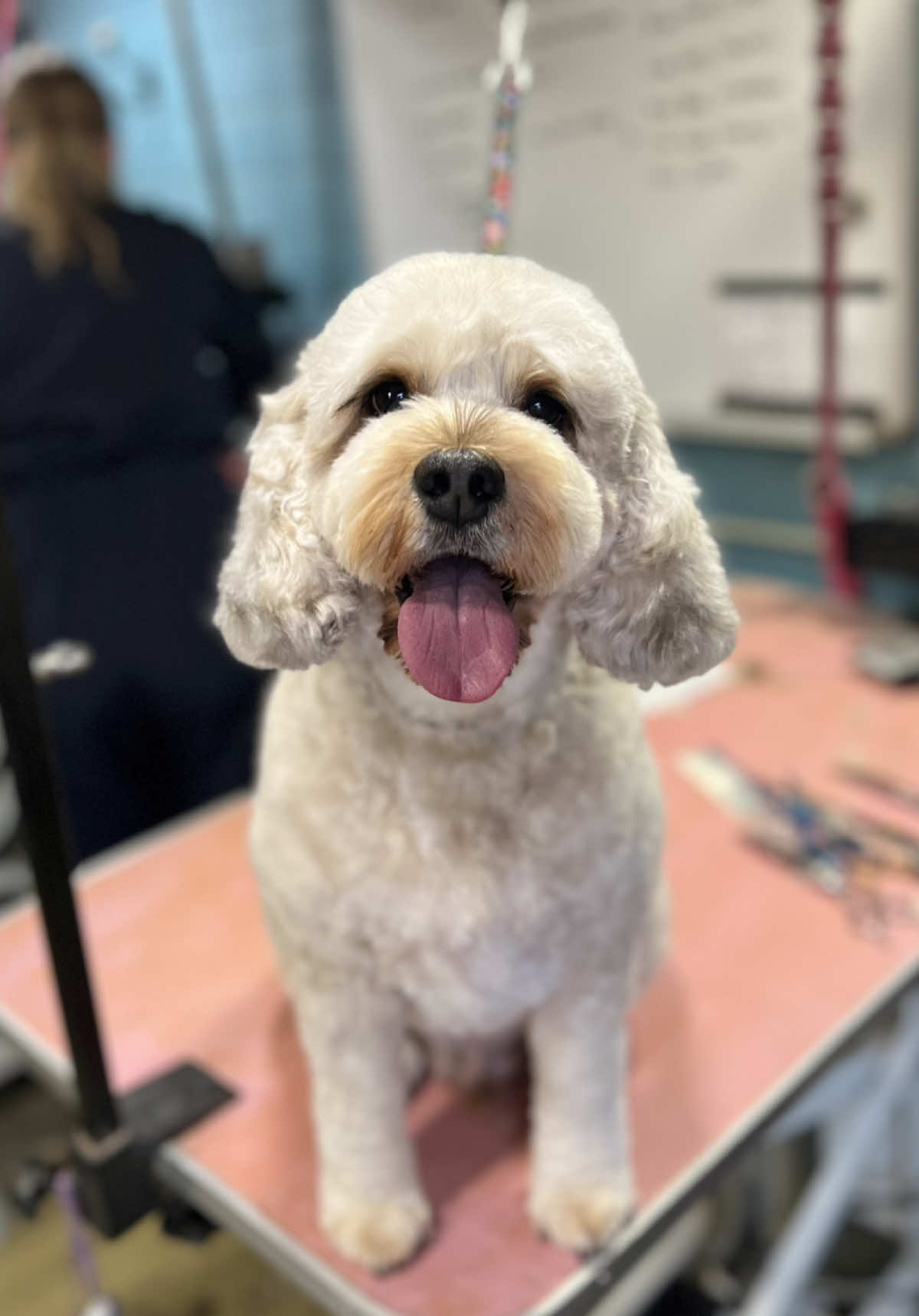 @hollyshoundsgrooming