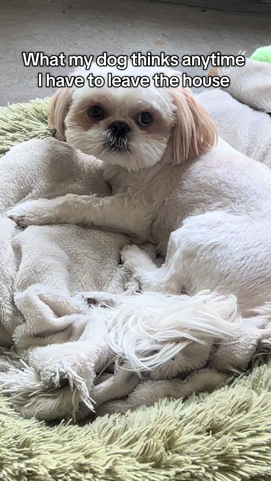@Hugh the Shih Tzu