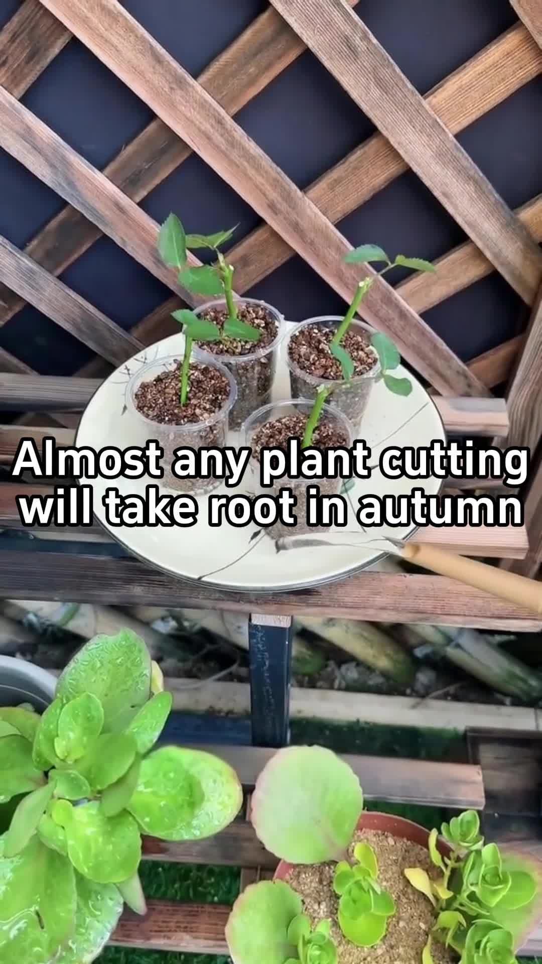 @BotanicKing