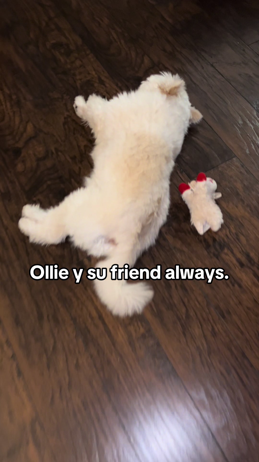 @OlliePiperJaz