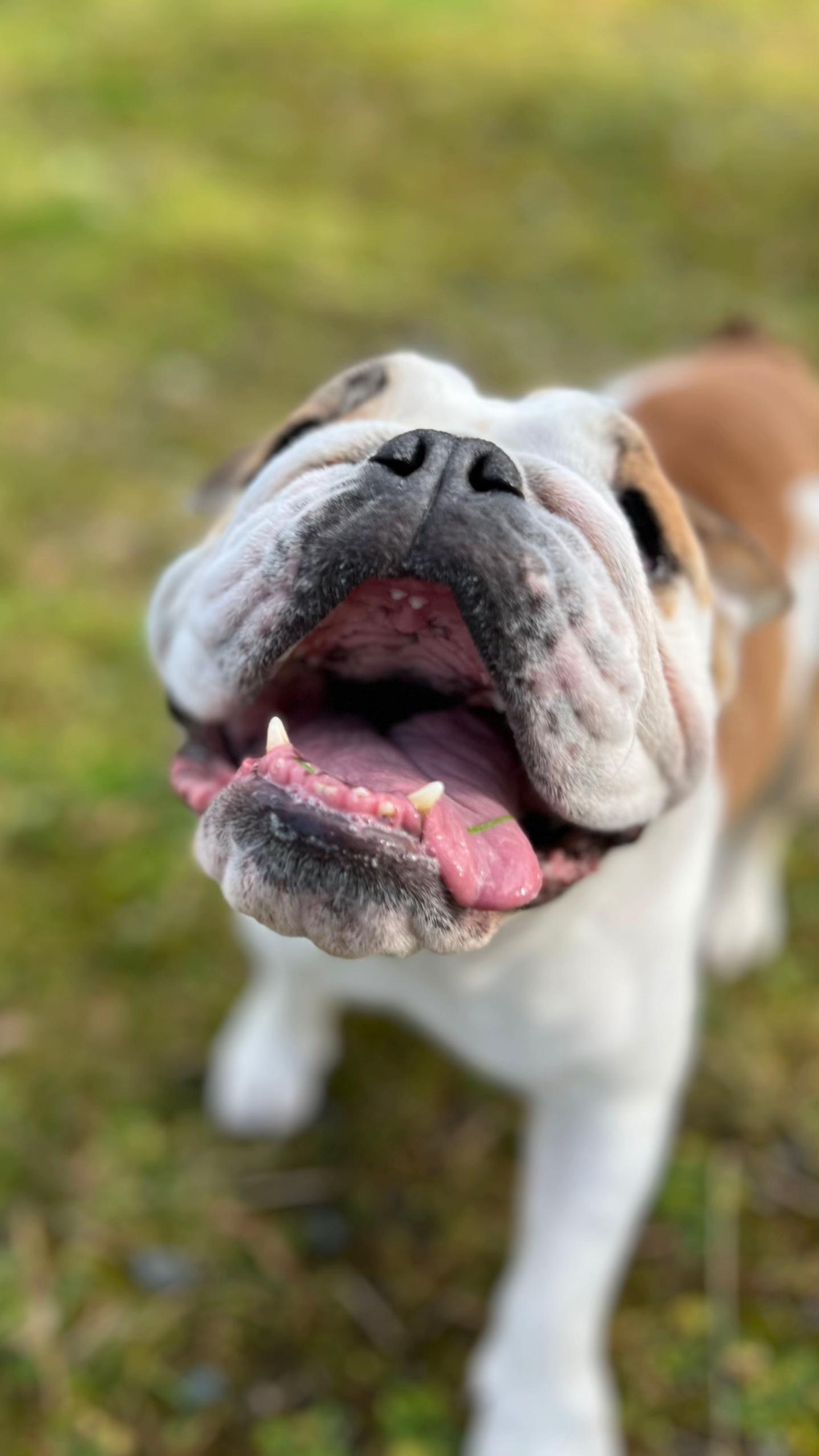 @BulldogBuddies