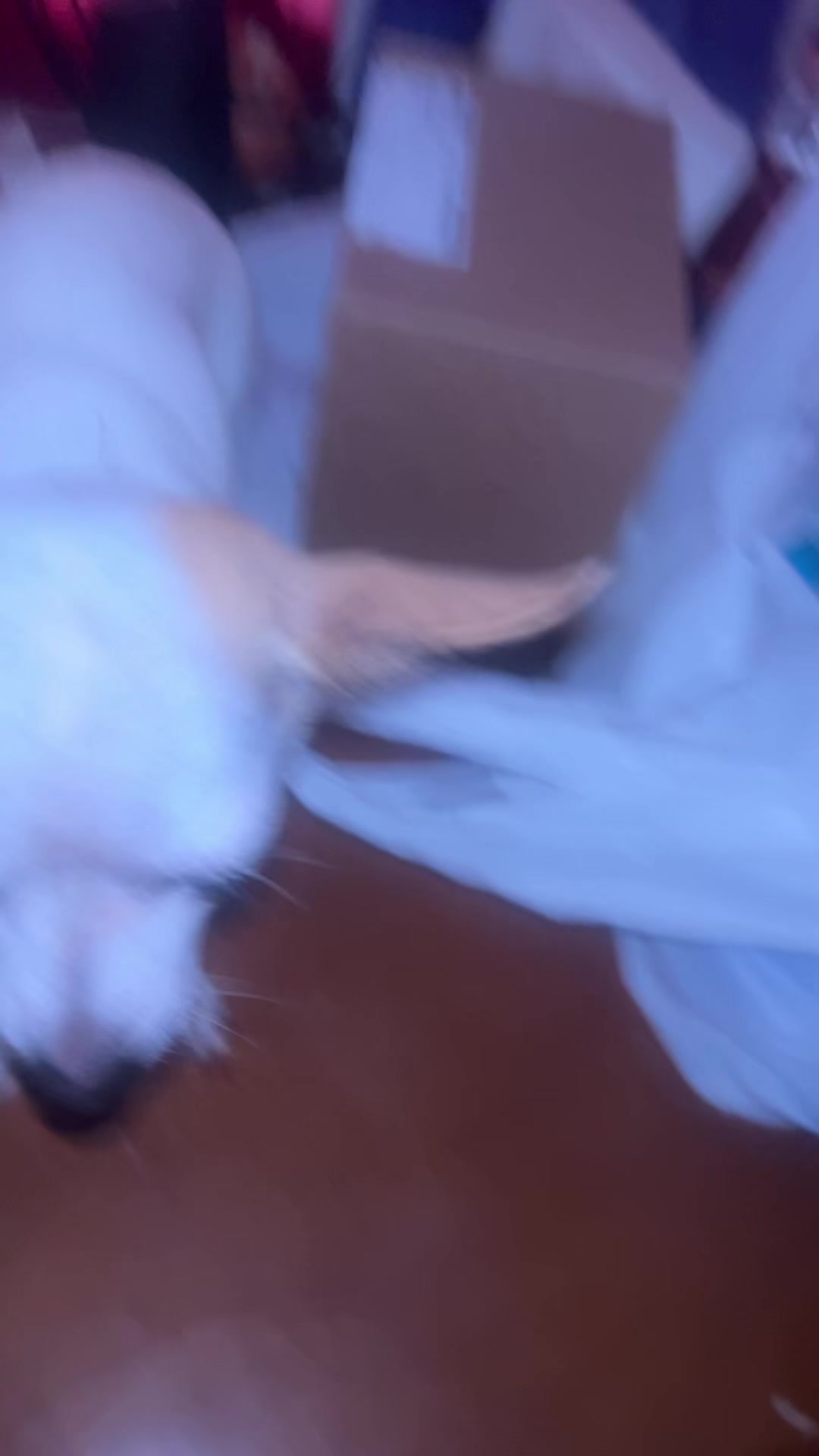 @izzy the Chihuahua