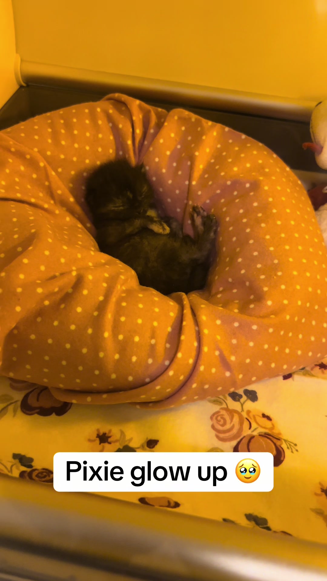 @Kitten.mama