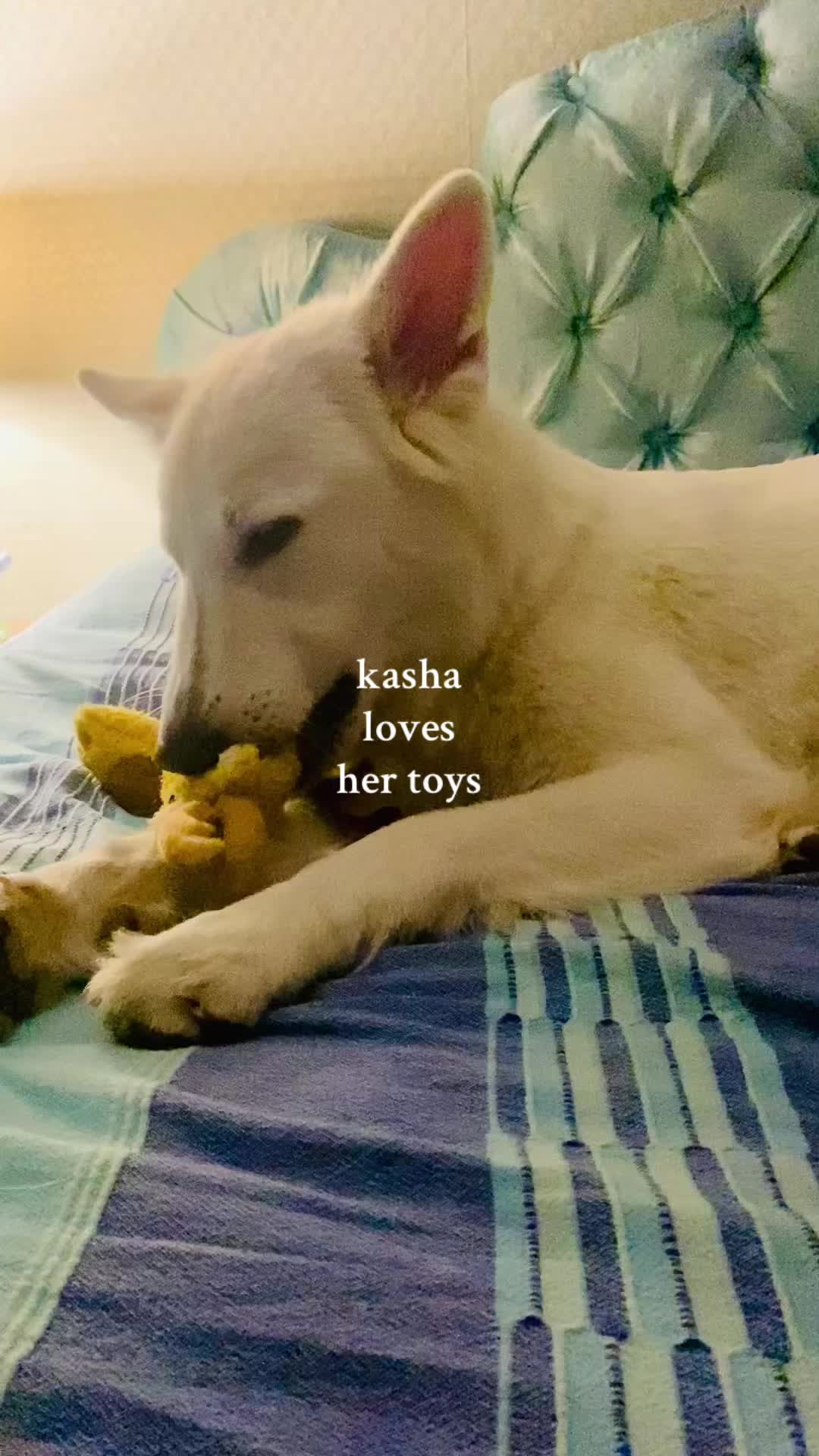 @white swiss shepherds friends