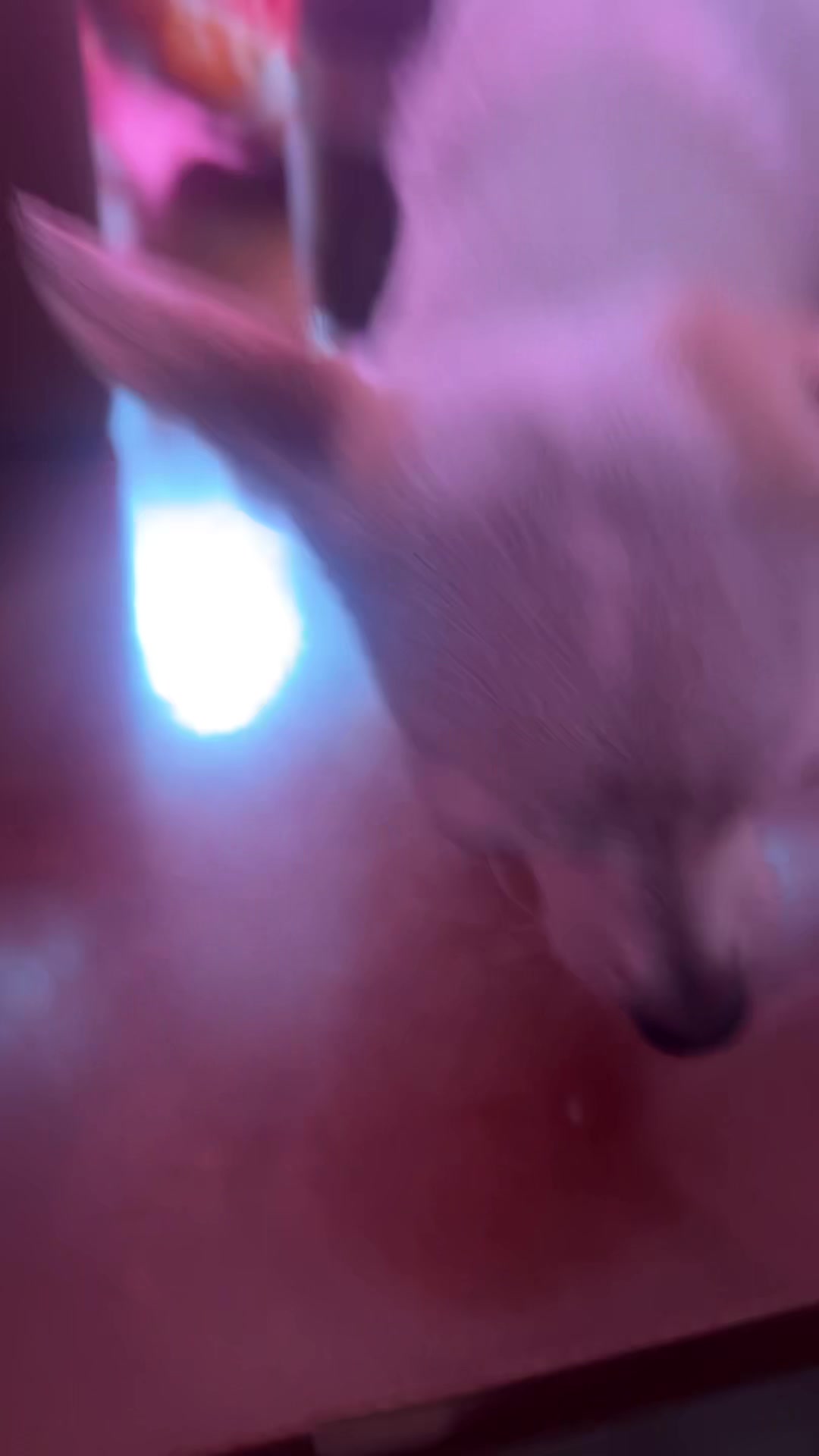 @izzy the Chihuahua