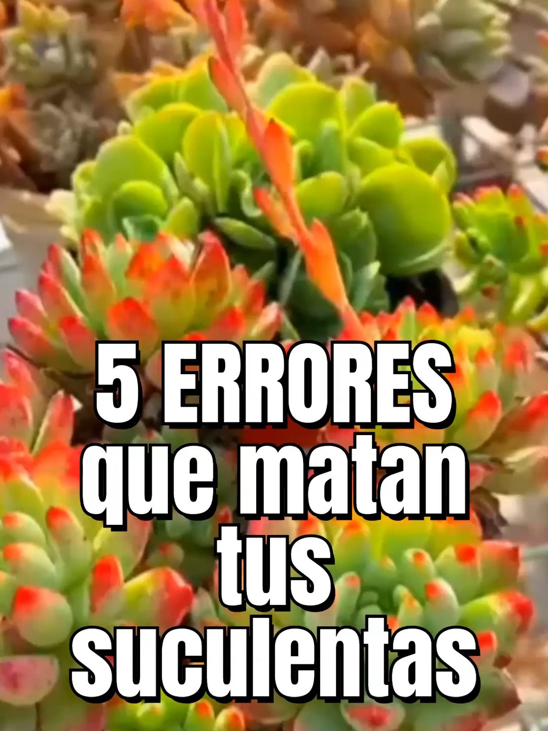 @Cactus y Suculentas
