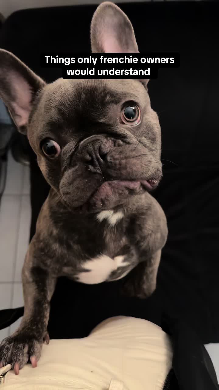 @Bose the frenchie