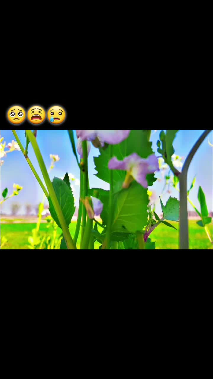@✨🫶.Mera Sukon❣️S❣️..🥀